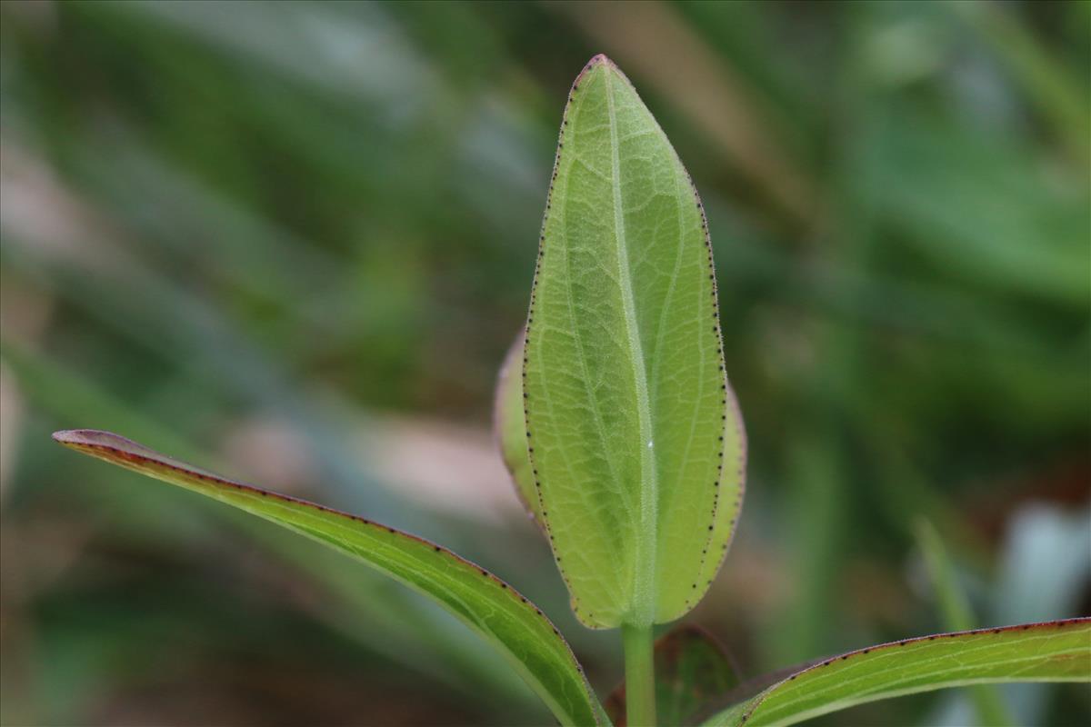 Hypericum montanum (door Willem Braam)