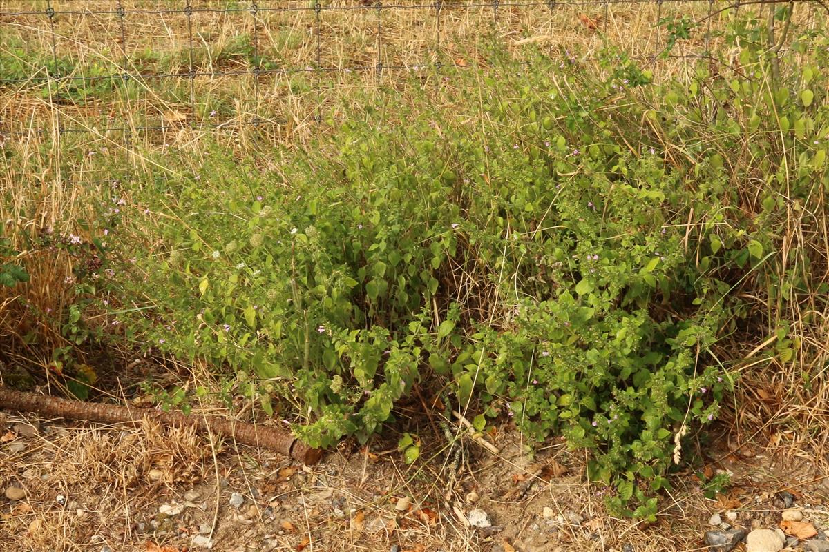 Clinopodium menthifolium (door Willem Braam)