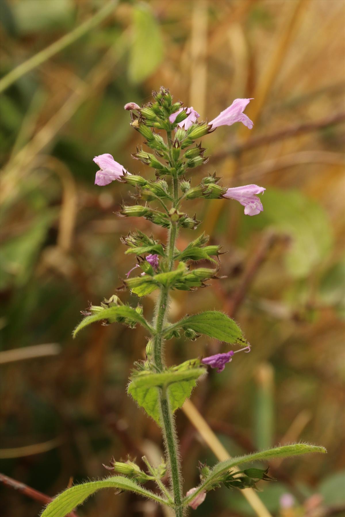 Clinopodium menthifolium (door Willem Braam)