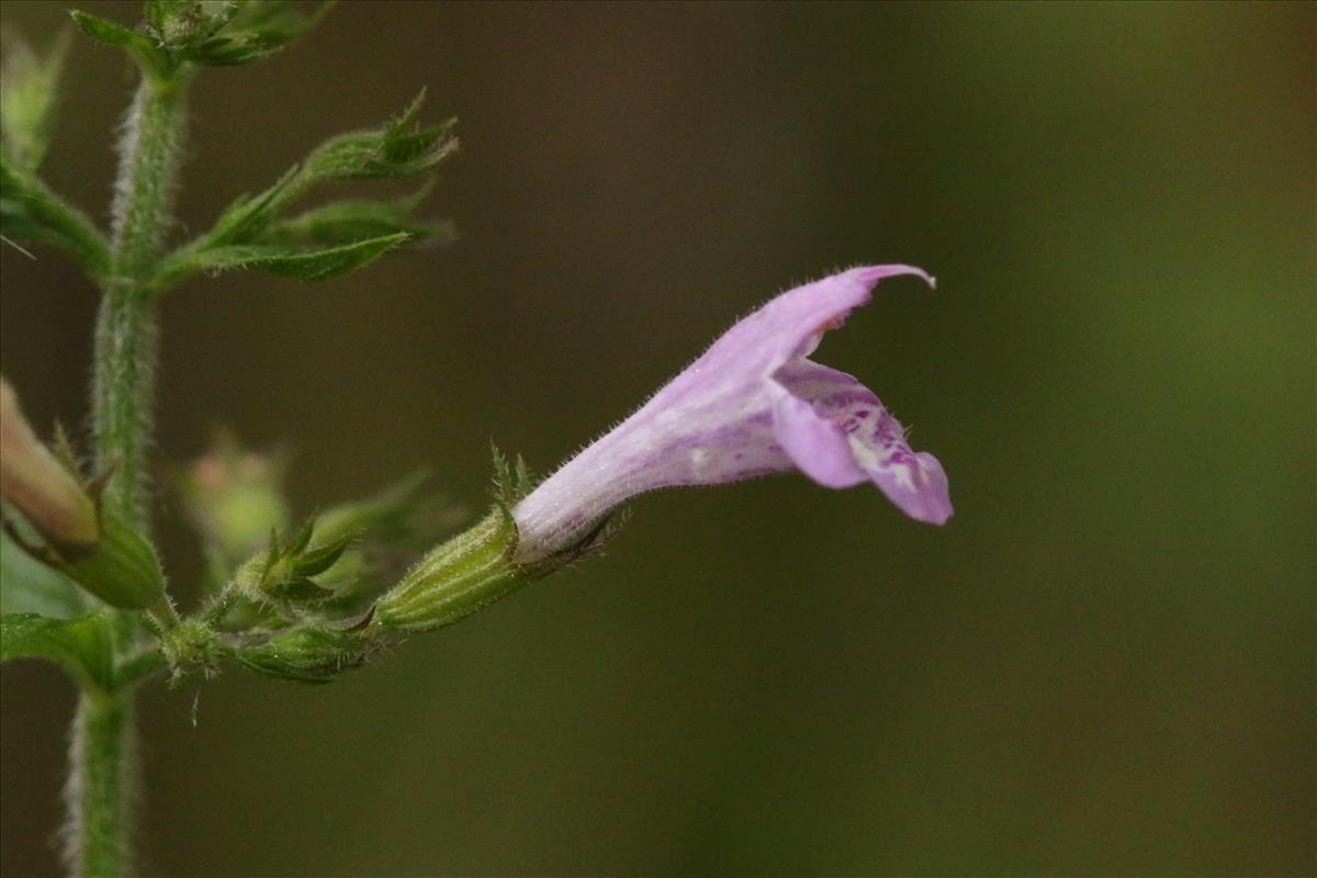 Clinopodium menthifolium (door Willem Braam)