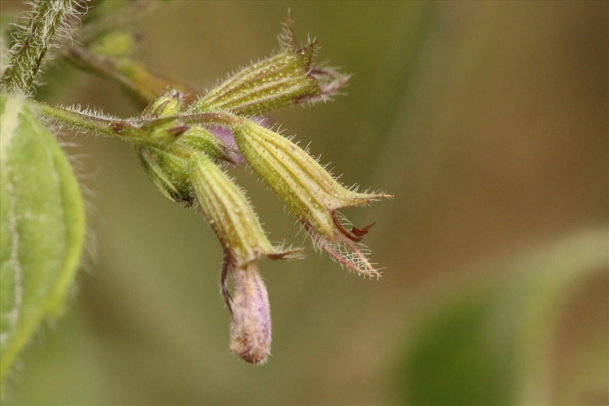 Clinopodium menthifolium (door Willem Braam)