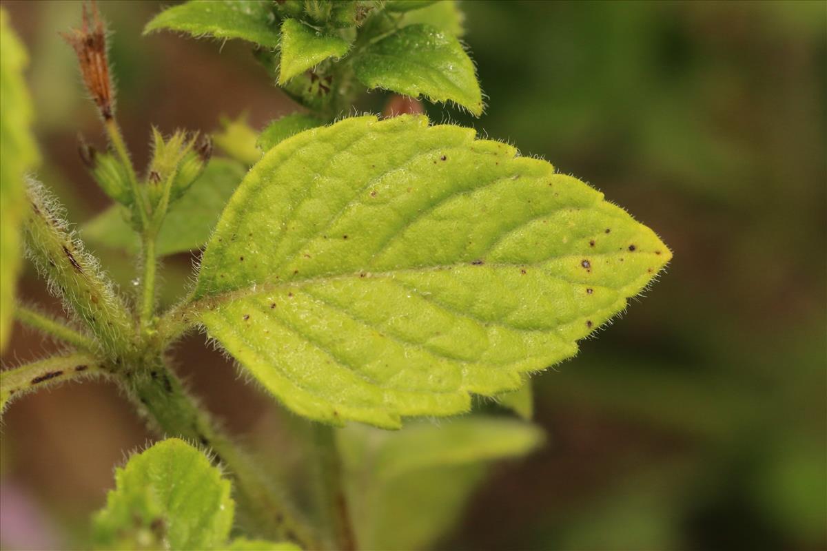 Clinopodium menthifolium (door Willem Braam)