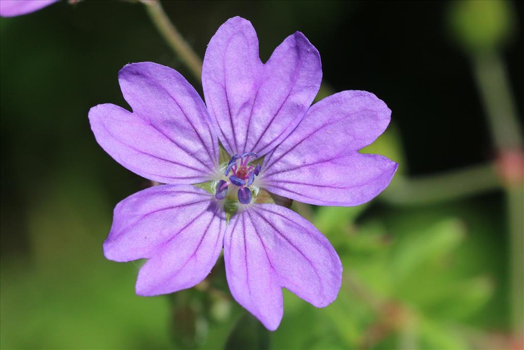 Geranium pyrenaicum (door Willem Braam)