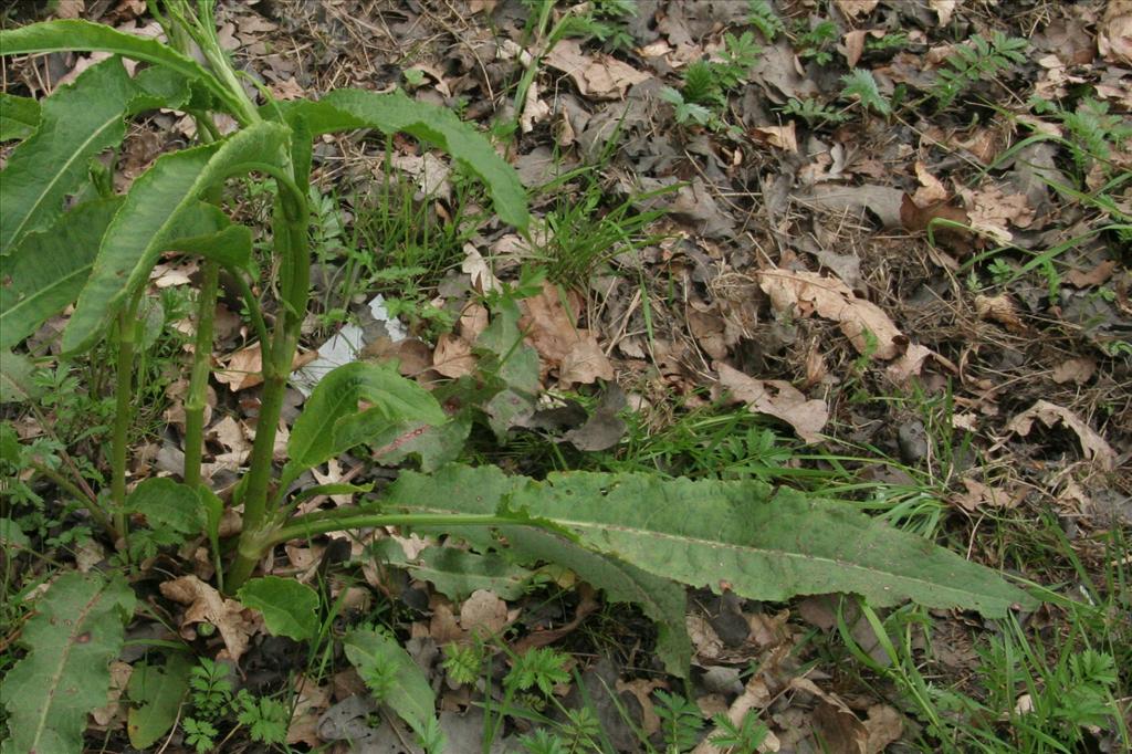 Rumex x pratensis (door Willem Braam)