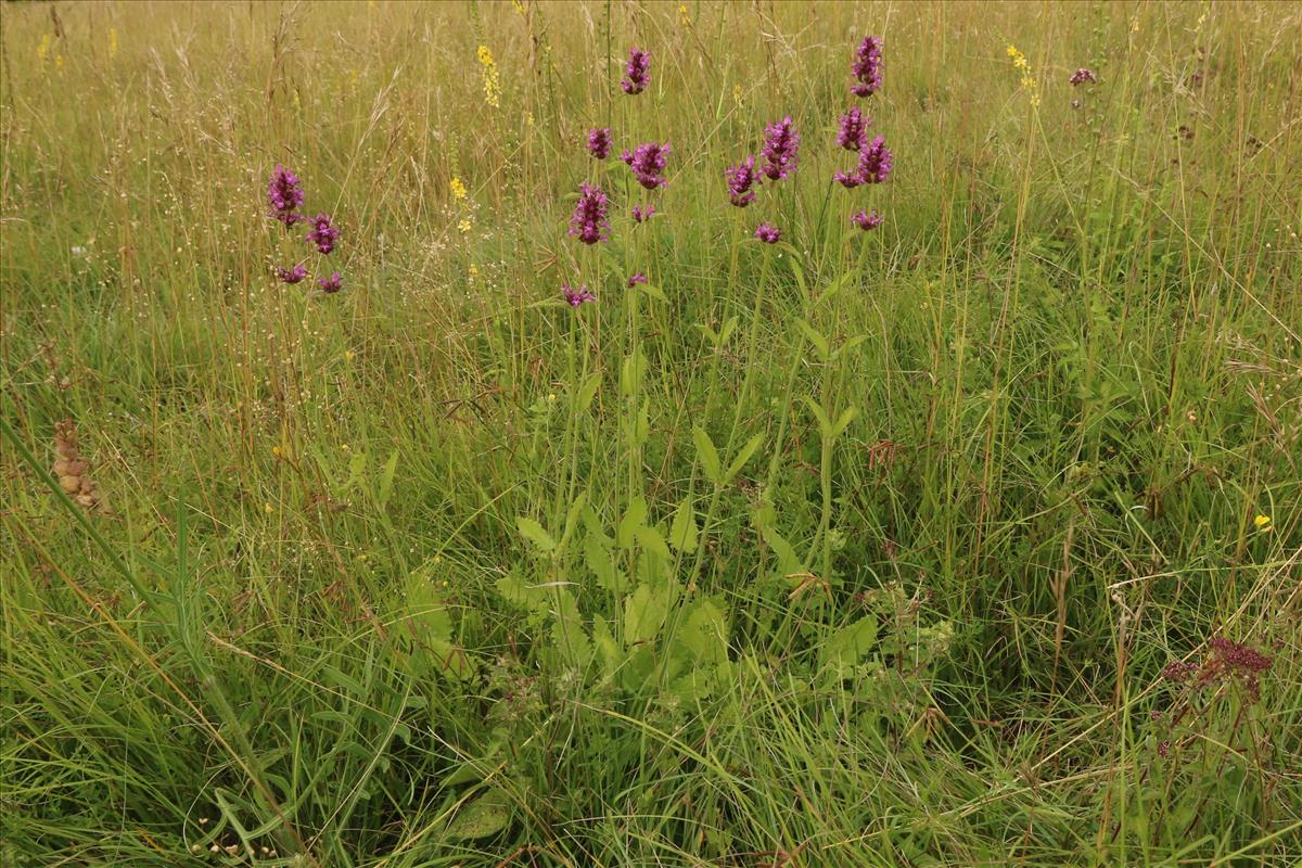 Betonica officinalis (door Willem Braam)