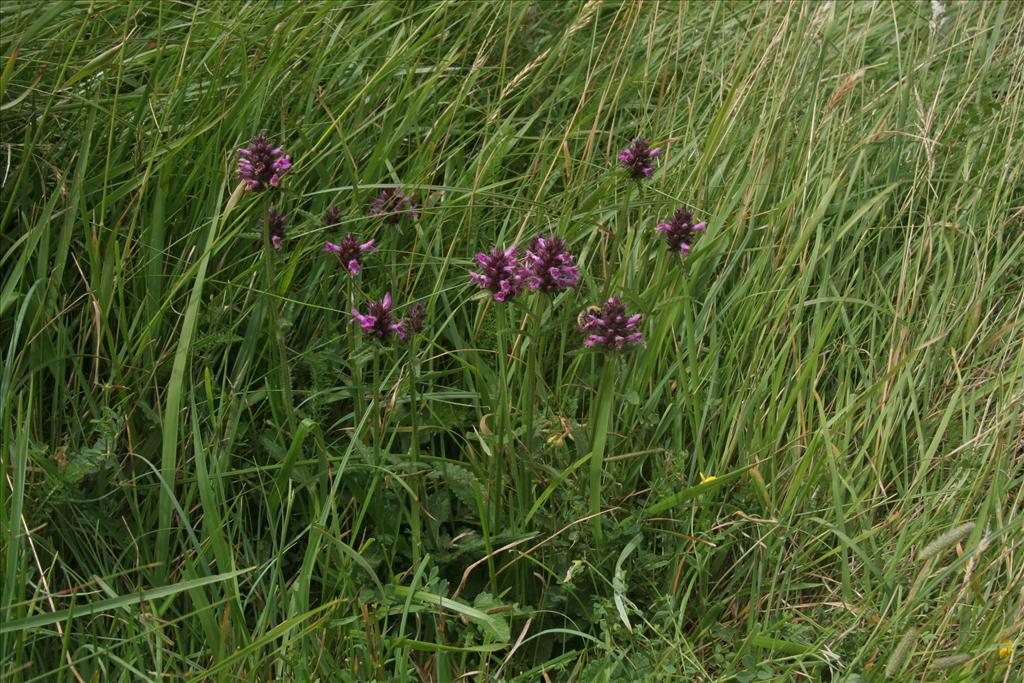 Betonica officinalis (door Willem Braam)