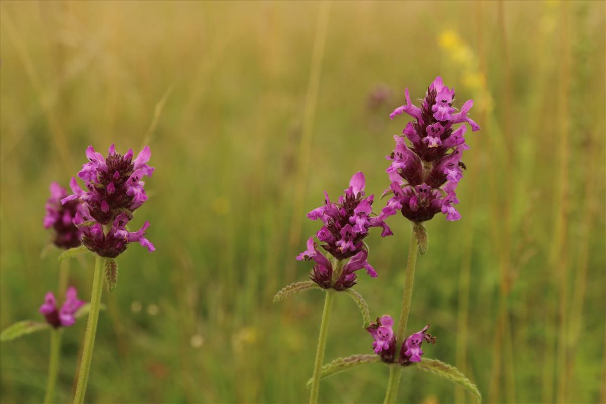 Betonica officinalis (door Willem Braam)