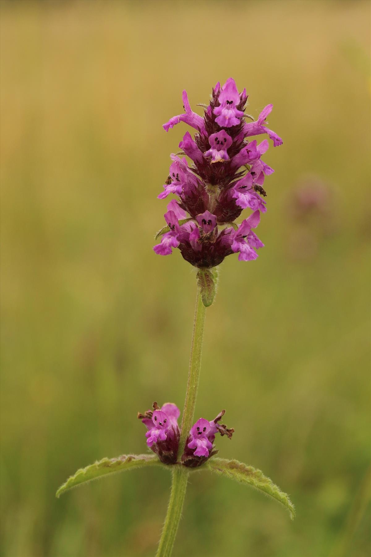 Betonica officinalis (door Willem Braam)