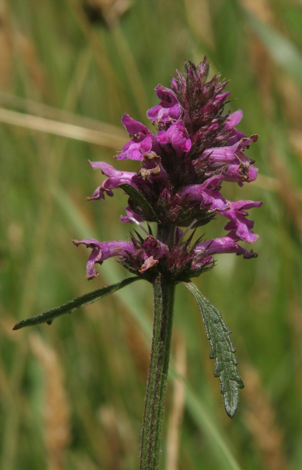 Betonica officinalis (door Willem Braam)