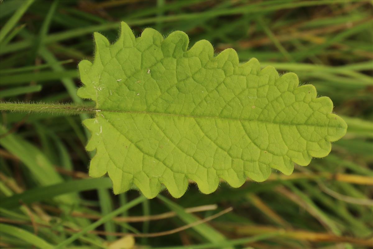 Betonica officinalis (door Willem Braam)