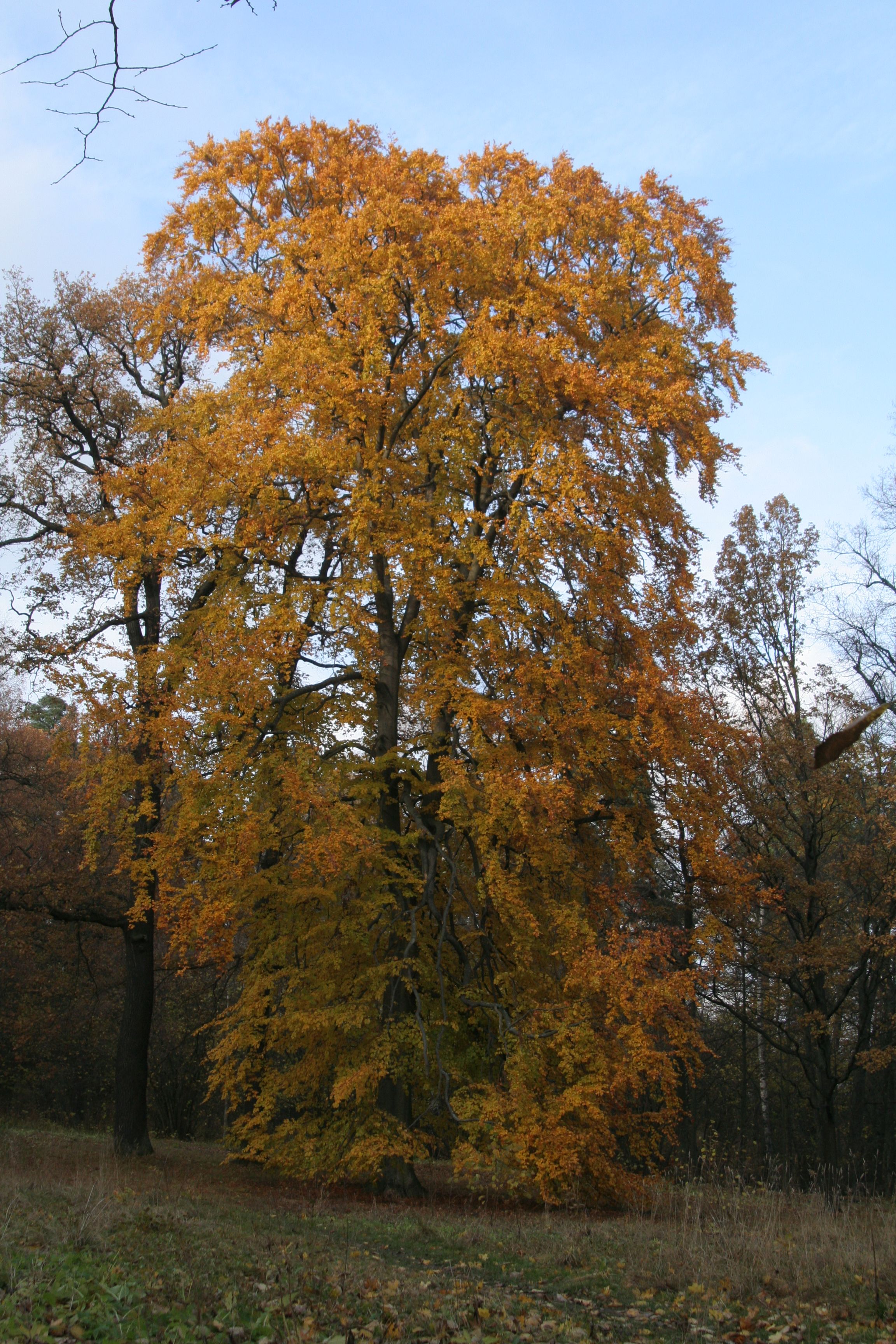 Fagus sylvatica (door Willem Braam)