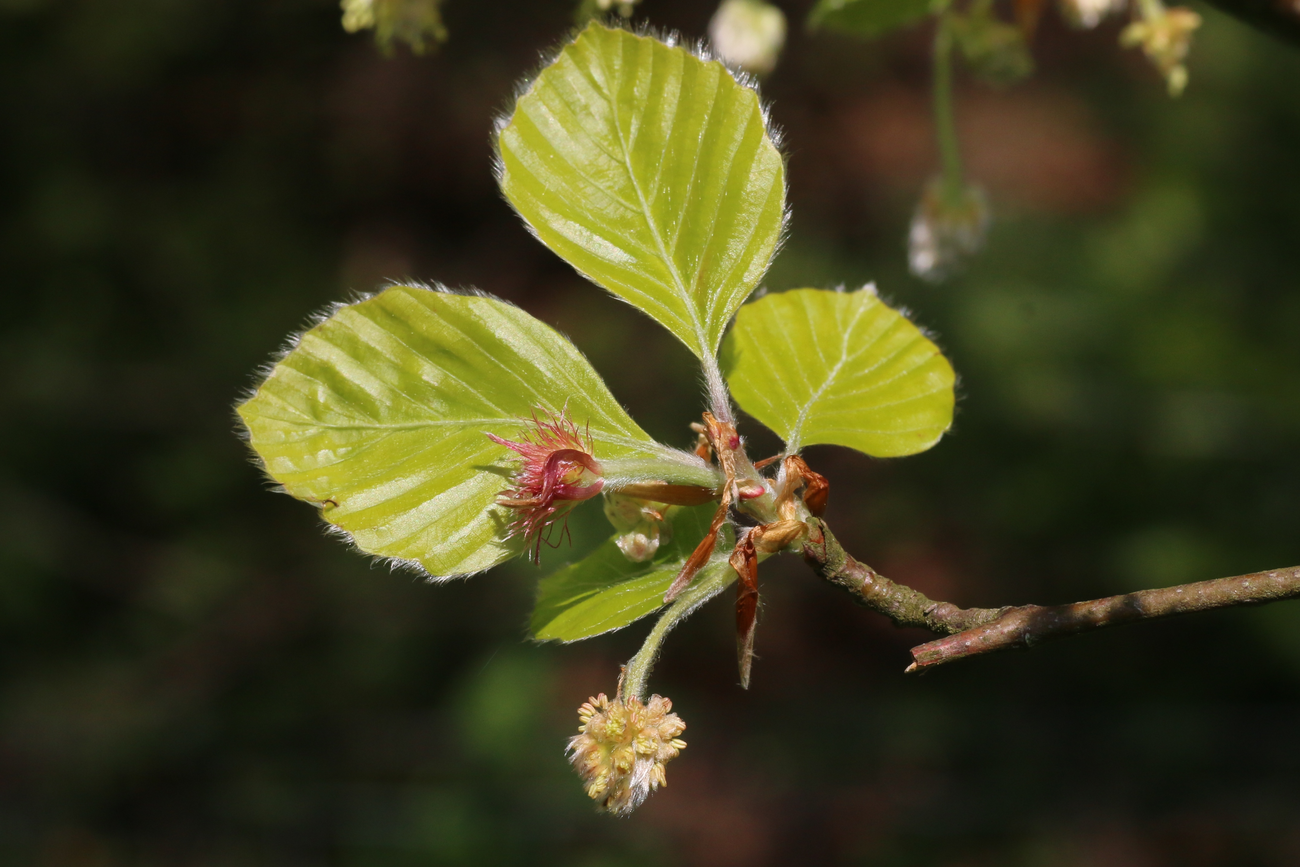 Fagus sylvatica (door Willem Braam)