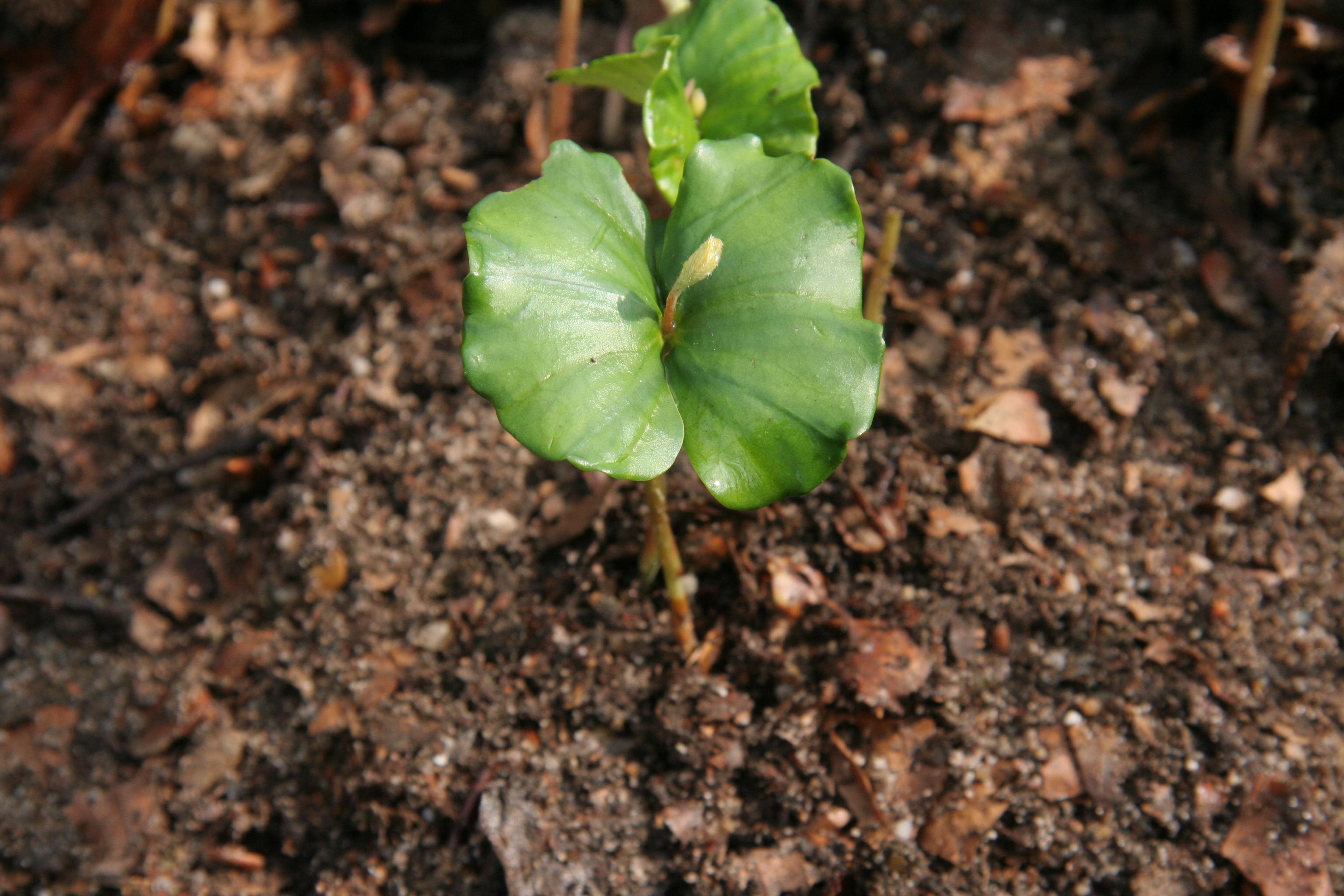 Fagus sylvatica (door Willem Braam)