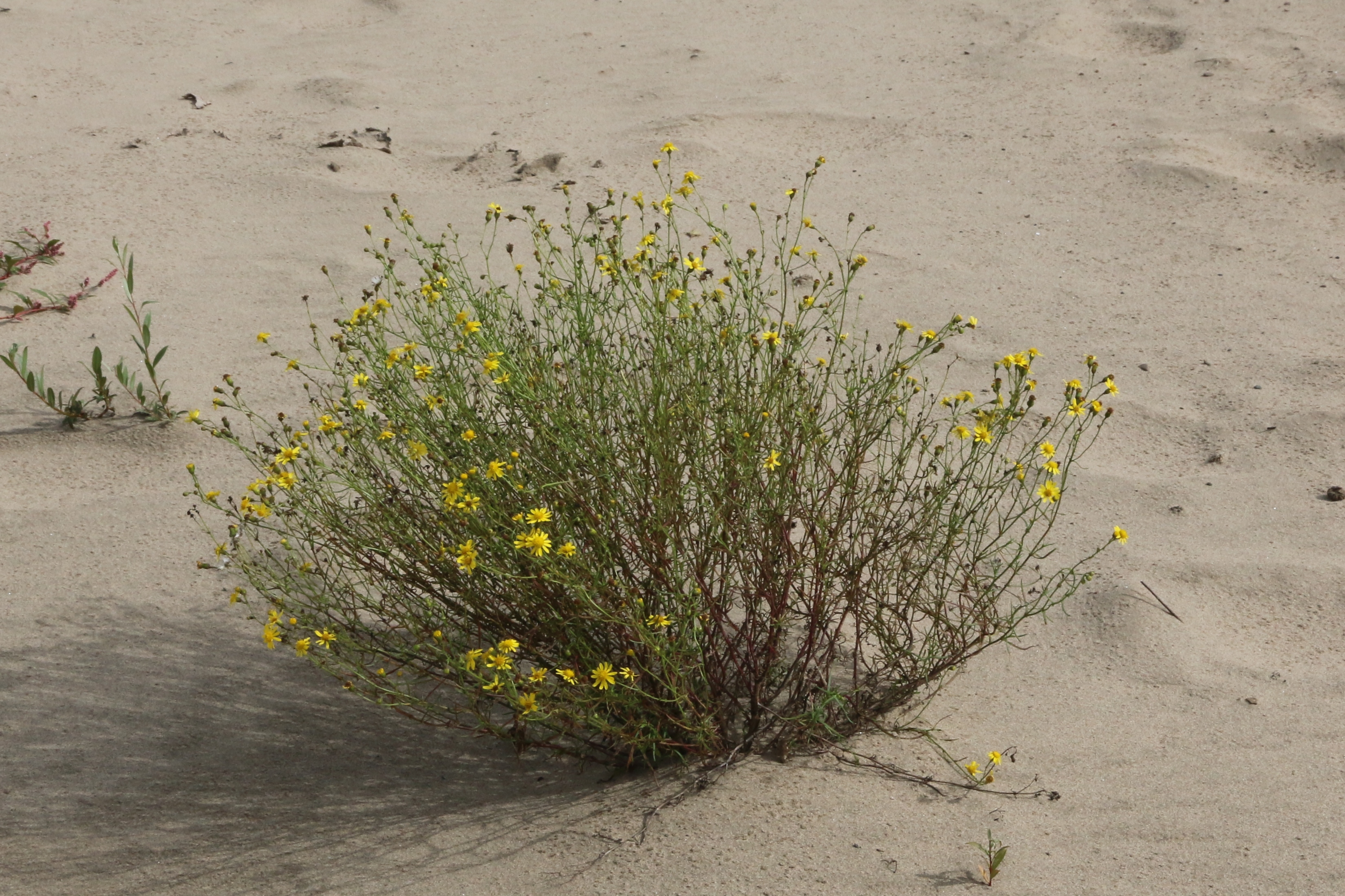 Senecio inaequidens (door Willem Braam)