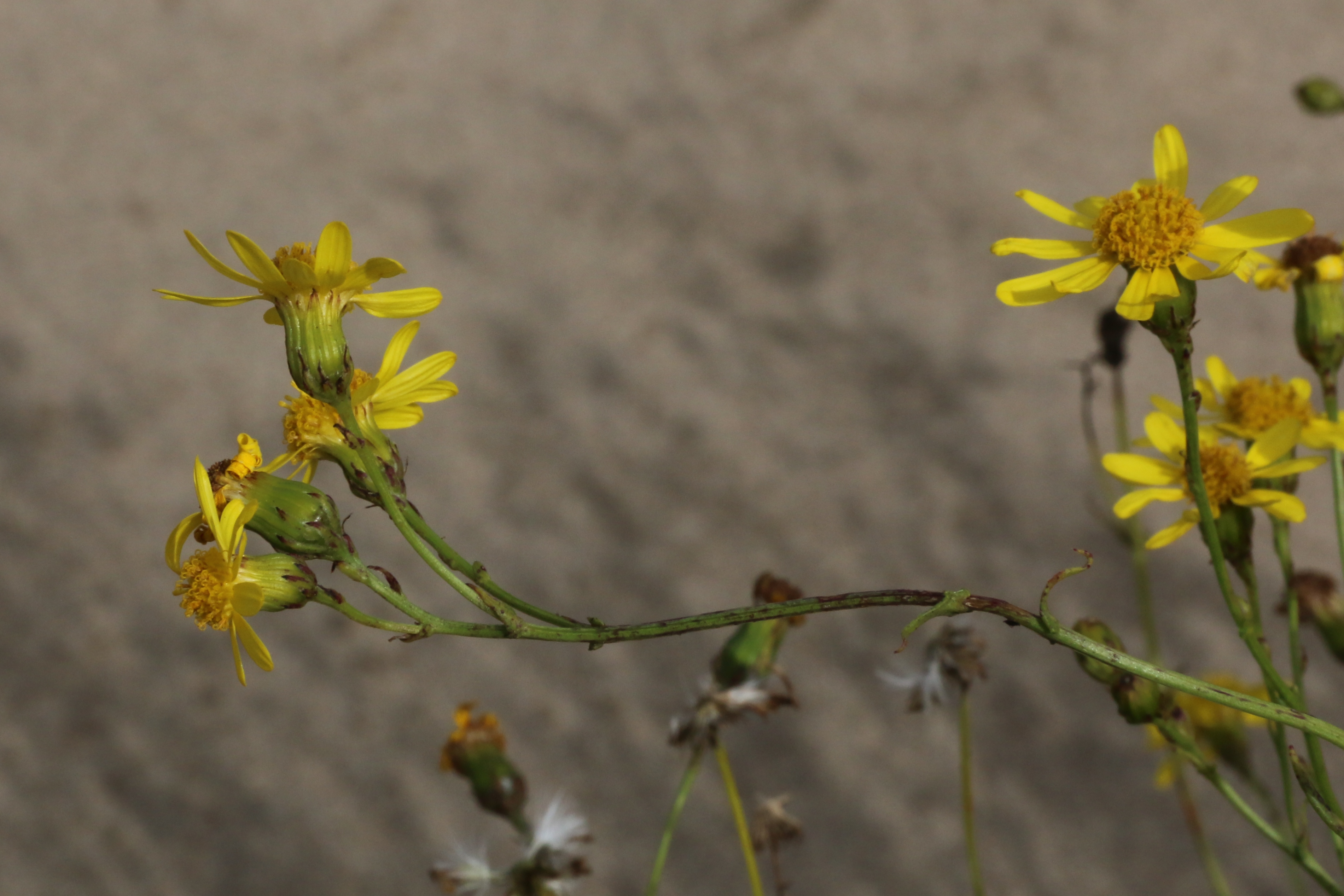 Senecio inaequidens (door Willem Braam)