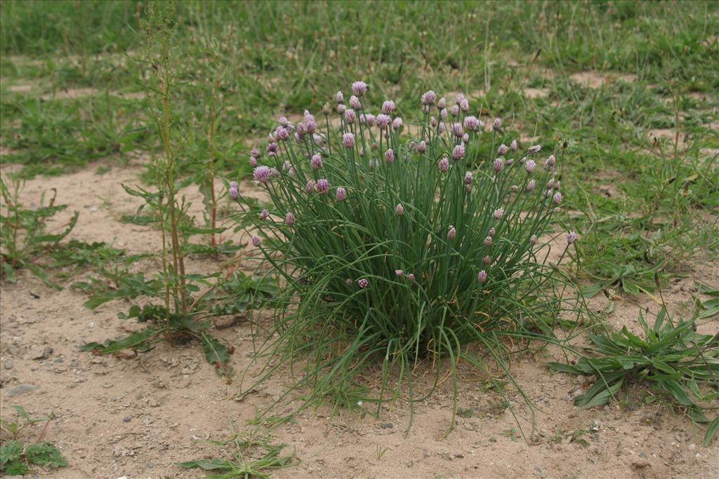 Allium schoenoprasum (door Willem Braam)