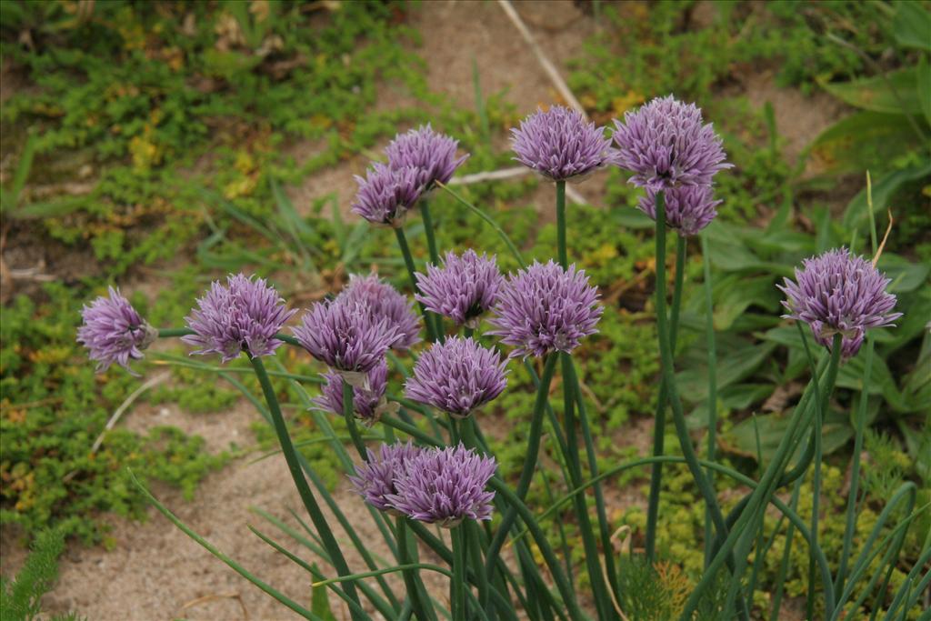 Allium schoenoprasum (door Willem Braam)