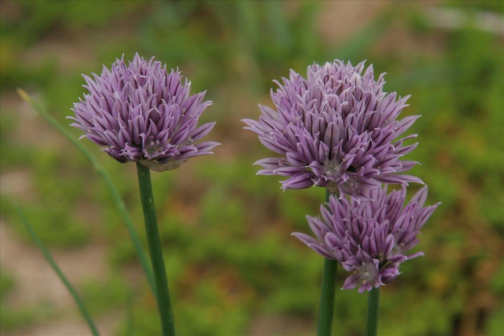 Allium schoenoprasum (door Willem Braam)