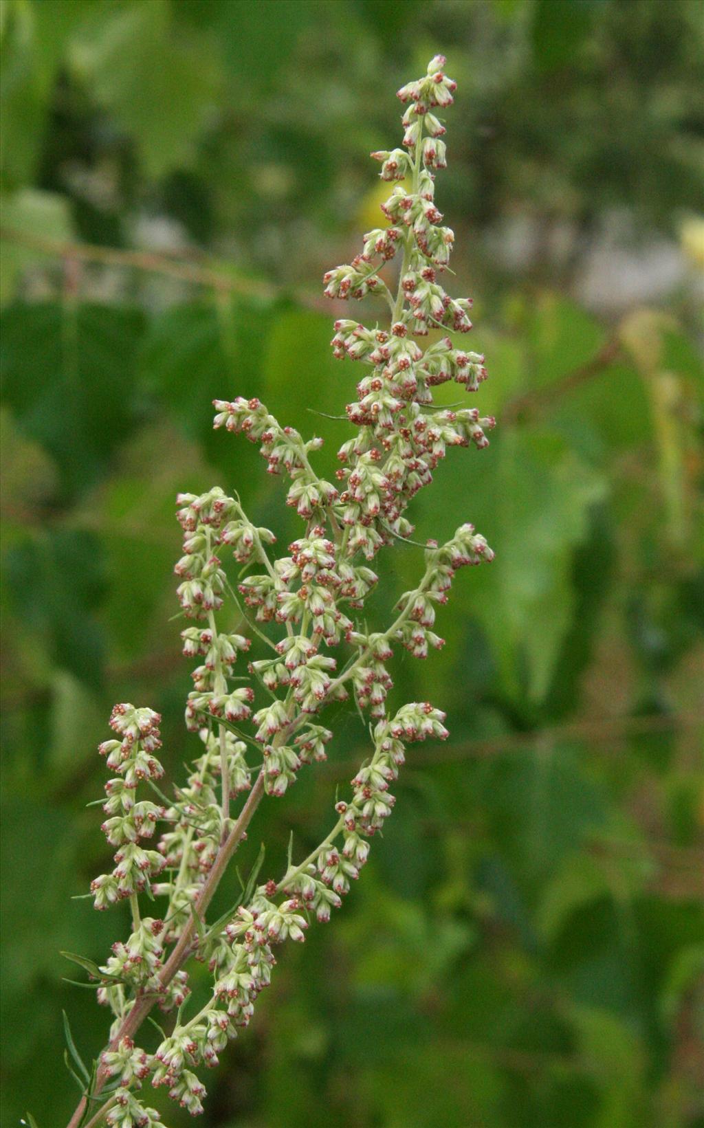 Artemisia vulgaris (door Willem Braam)