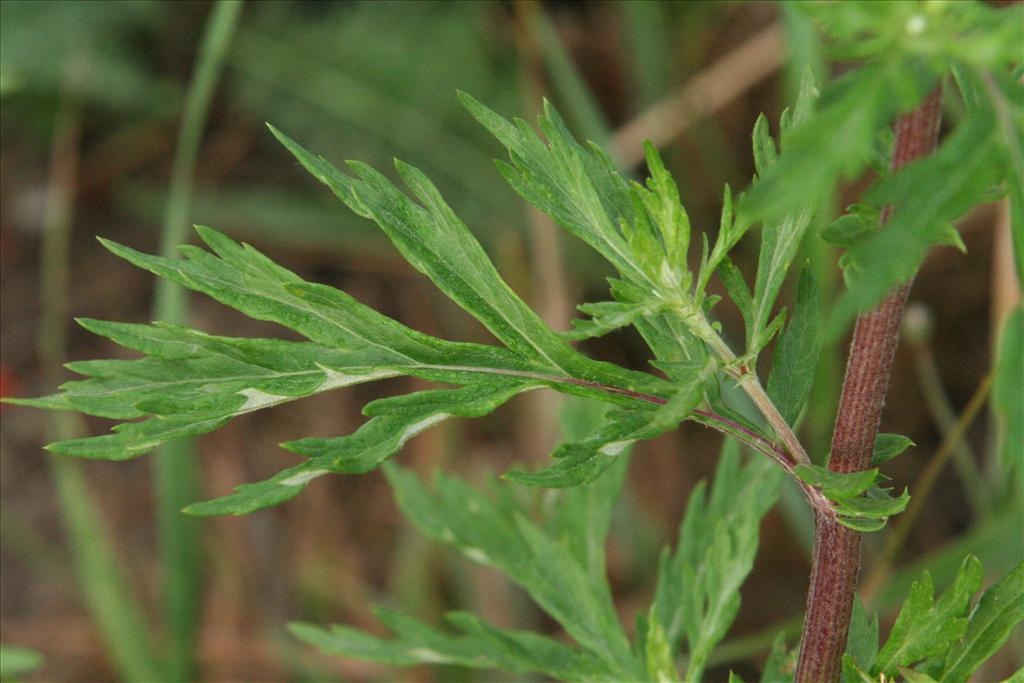 Artemisia vulgaris (door Willem Braam)