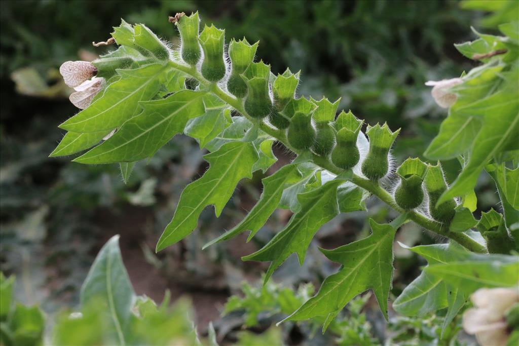 Hyoscyamus niger (door Willem Braam)