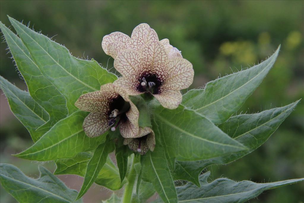 Hyoscyamus niger (door Willem Braam)