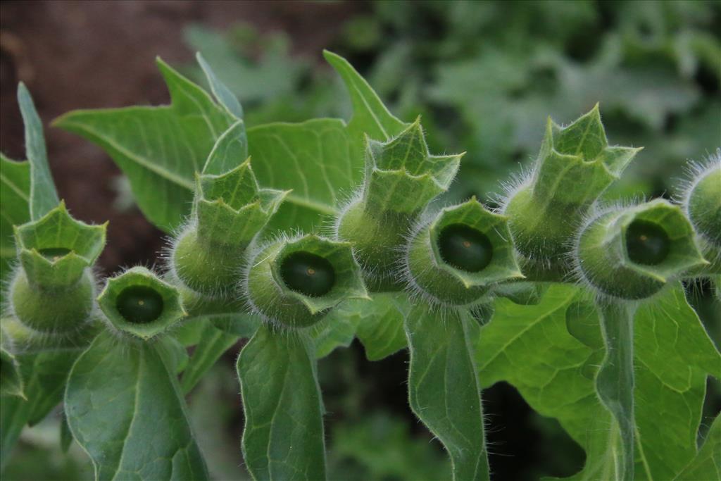 Hyoscyamus niger (door Willem Braam)