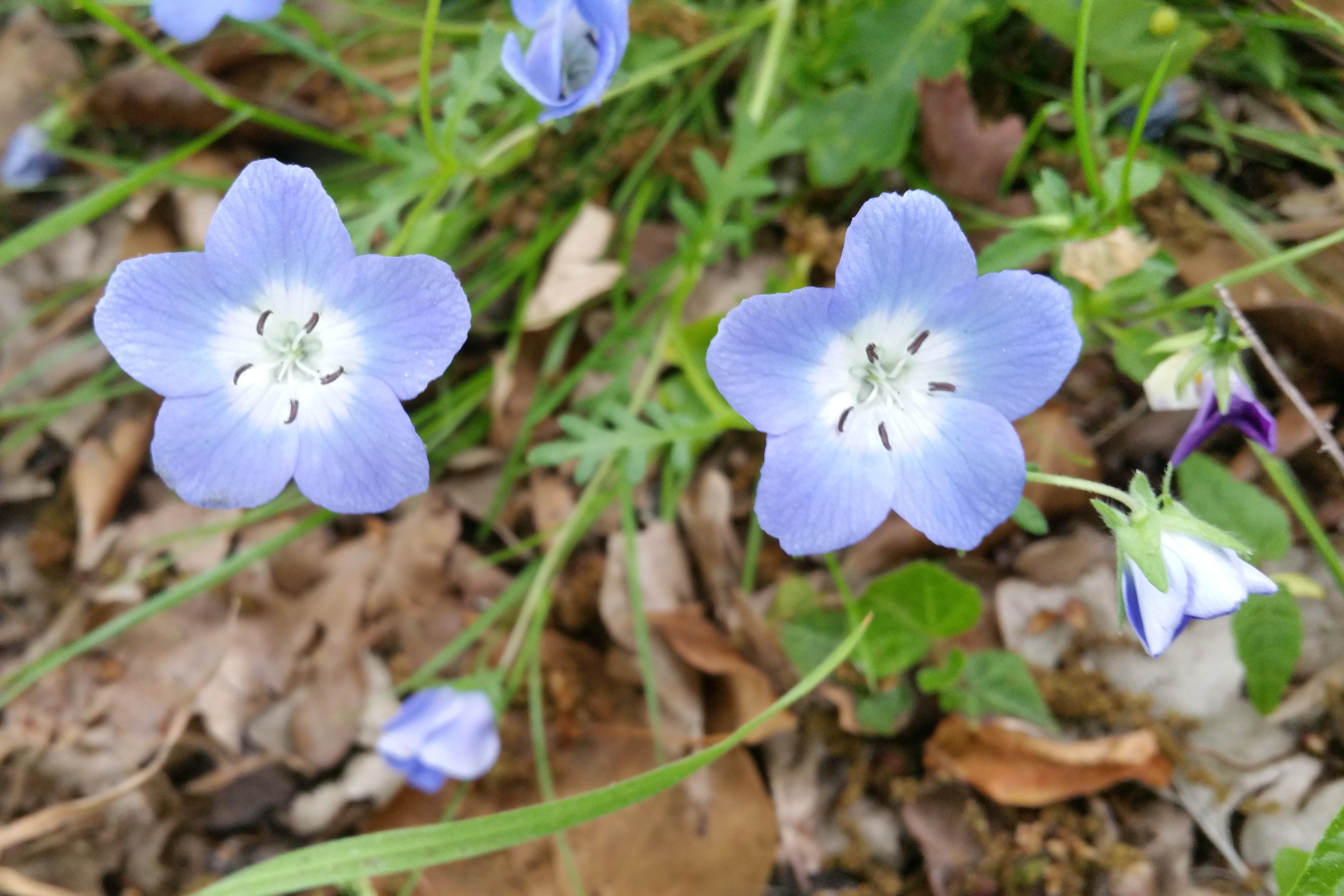 Nemophila menziesii (door Willem Braam)