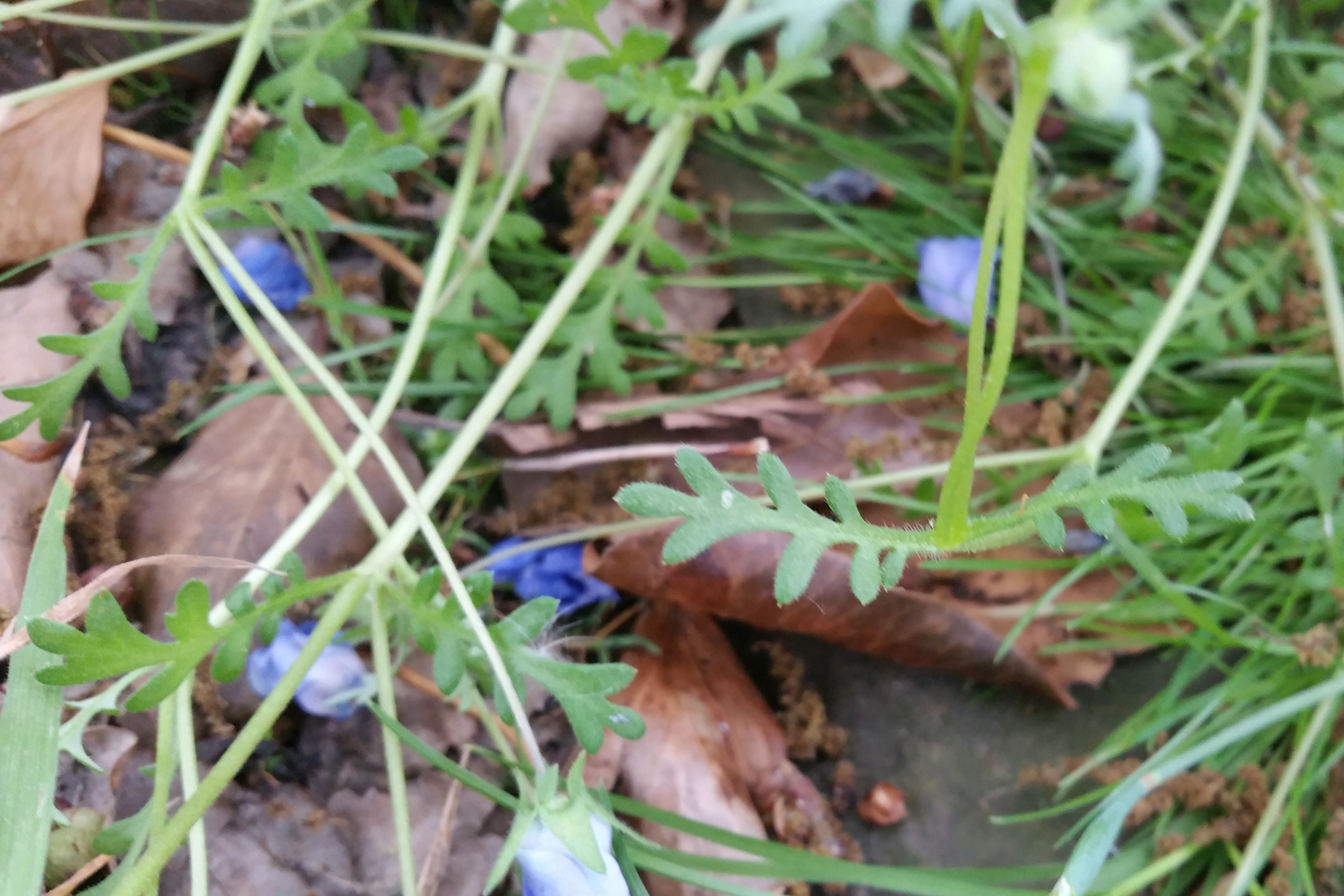 Nemophila menziesii (door Willem Braam)