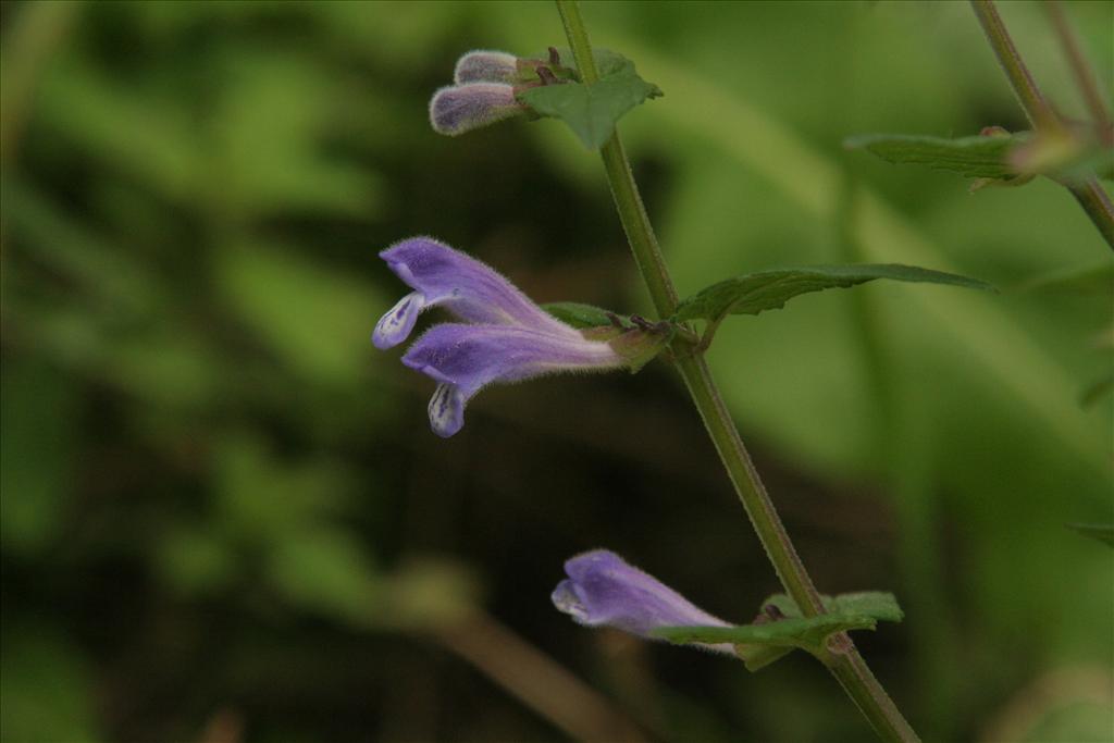 Scutellaria galericulata (door Willem Braam)