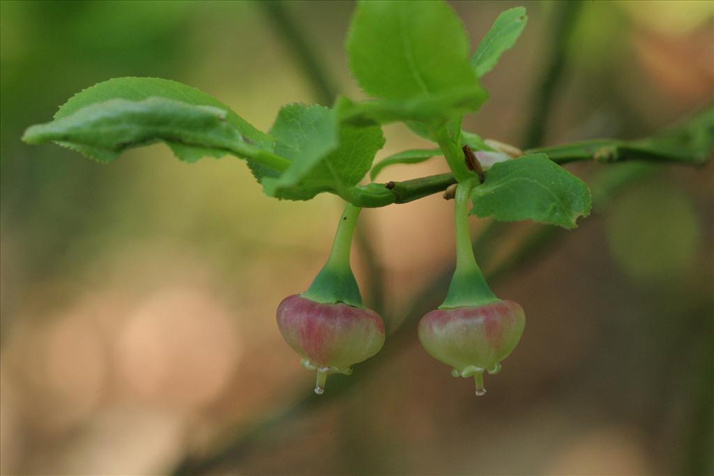 Vaccinium myrtillus (door Willem Braam)