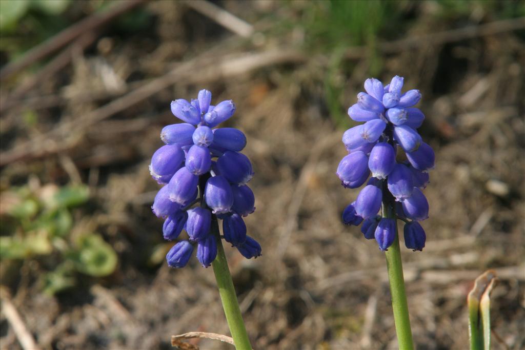 Muscari botryoides (door Willem Braam)