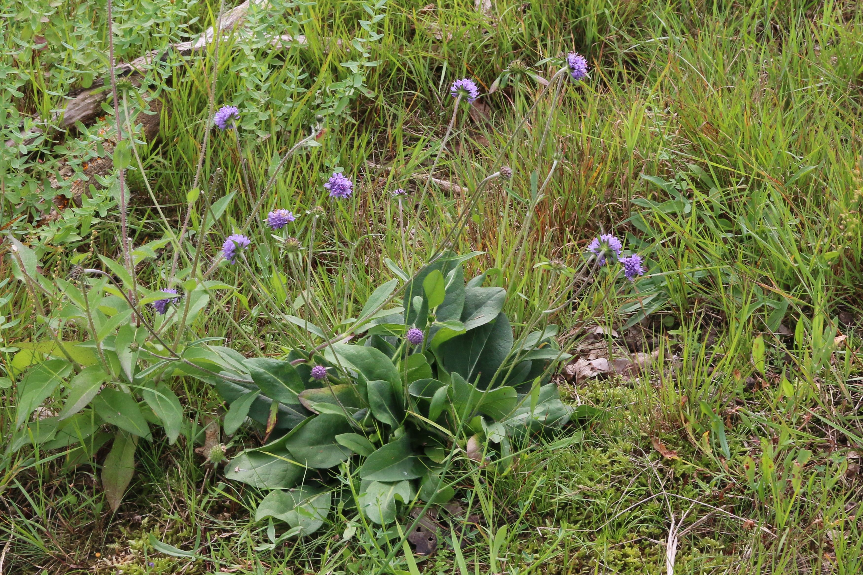 Succisa pratensis (door Willem Braam)