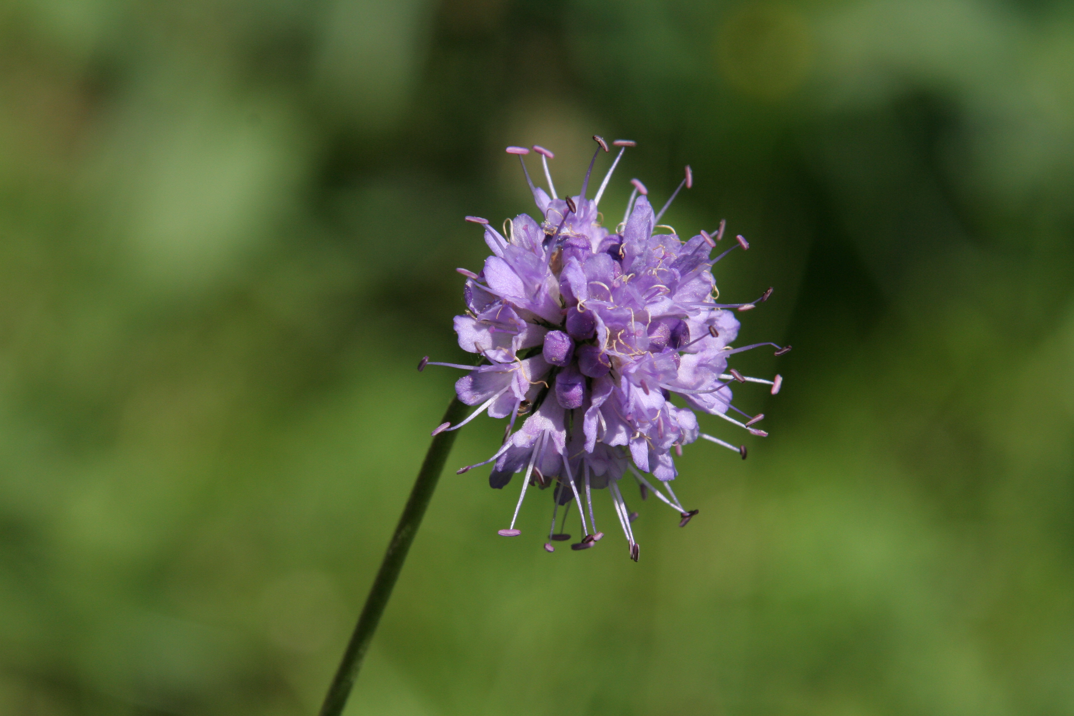 Succisa pratensis (door Willem Braam)