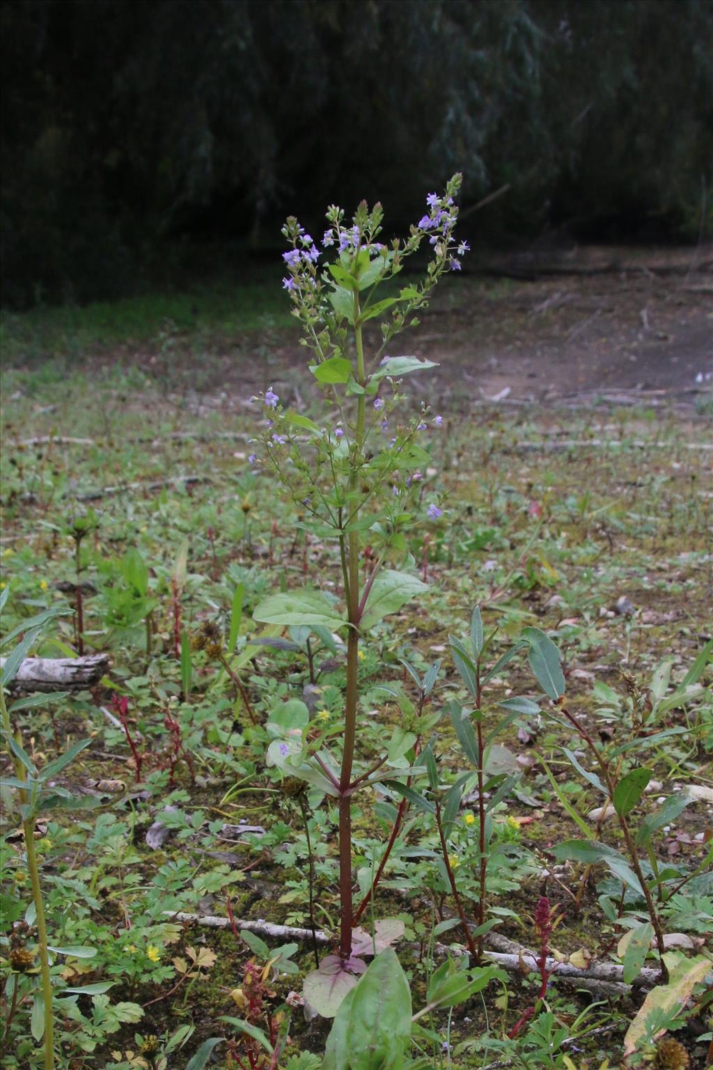 Veronica anagallis-aquatica (door Willem Braam)