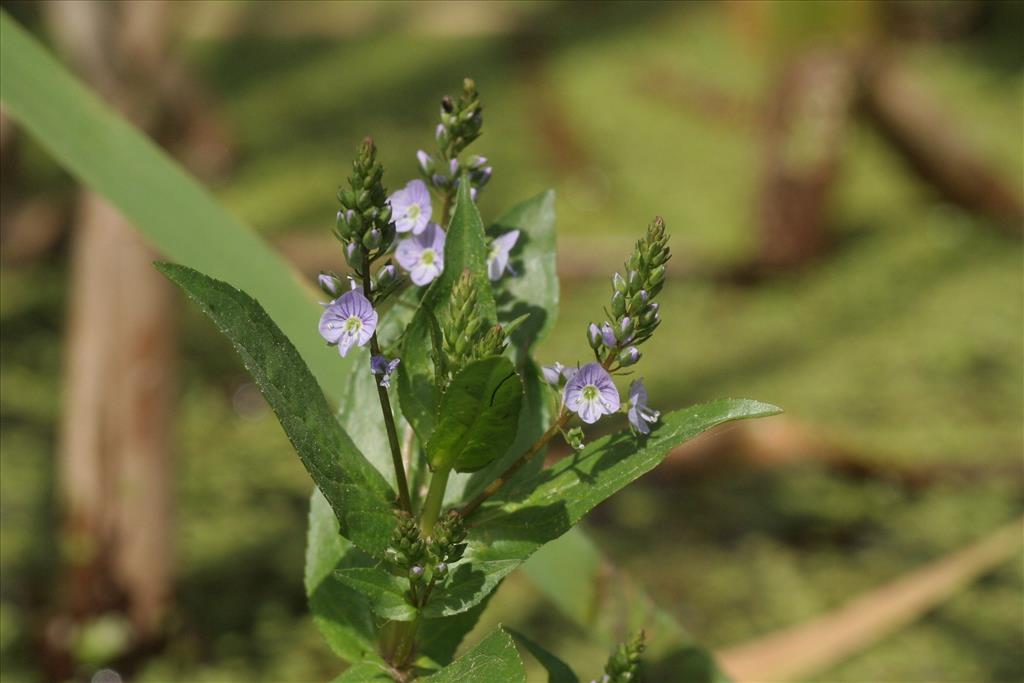 Veronica anagallis-aquatica (door Willem Braam)