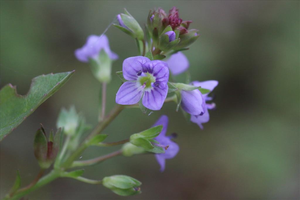 Veronica anagallis-aquatica (door Willem Braam)