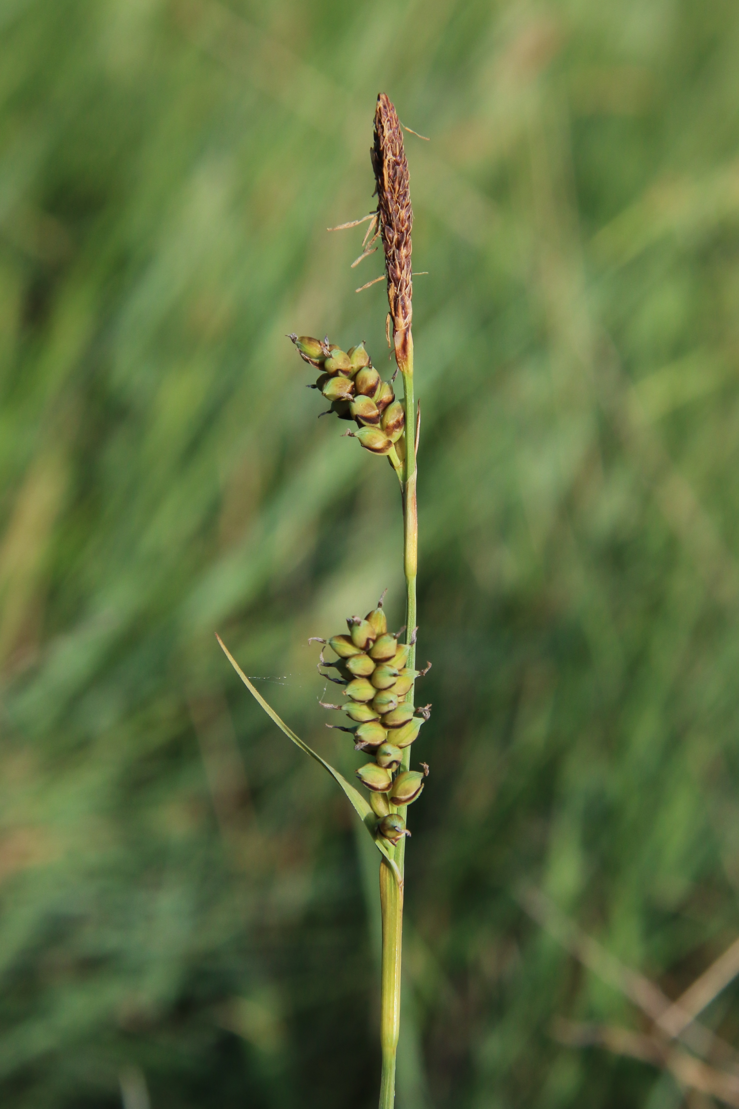 Carex panicea (door Willem Braam)