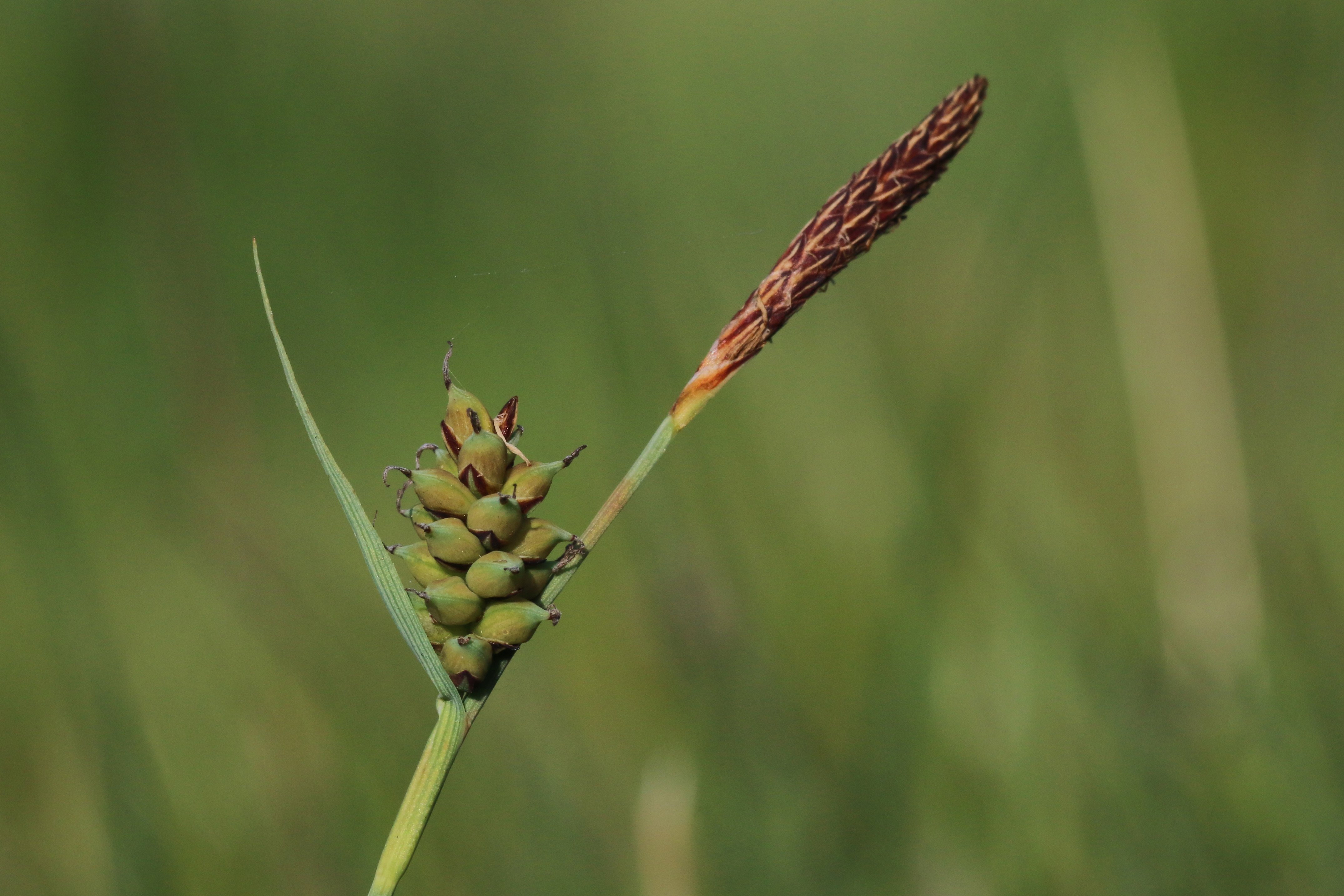 Carex panicea (door Willem Braam)