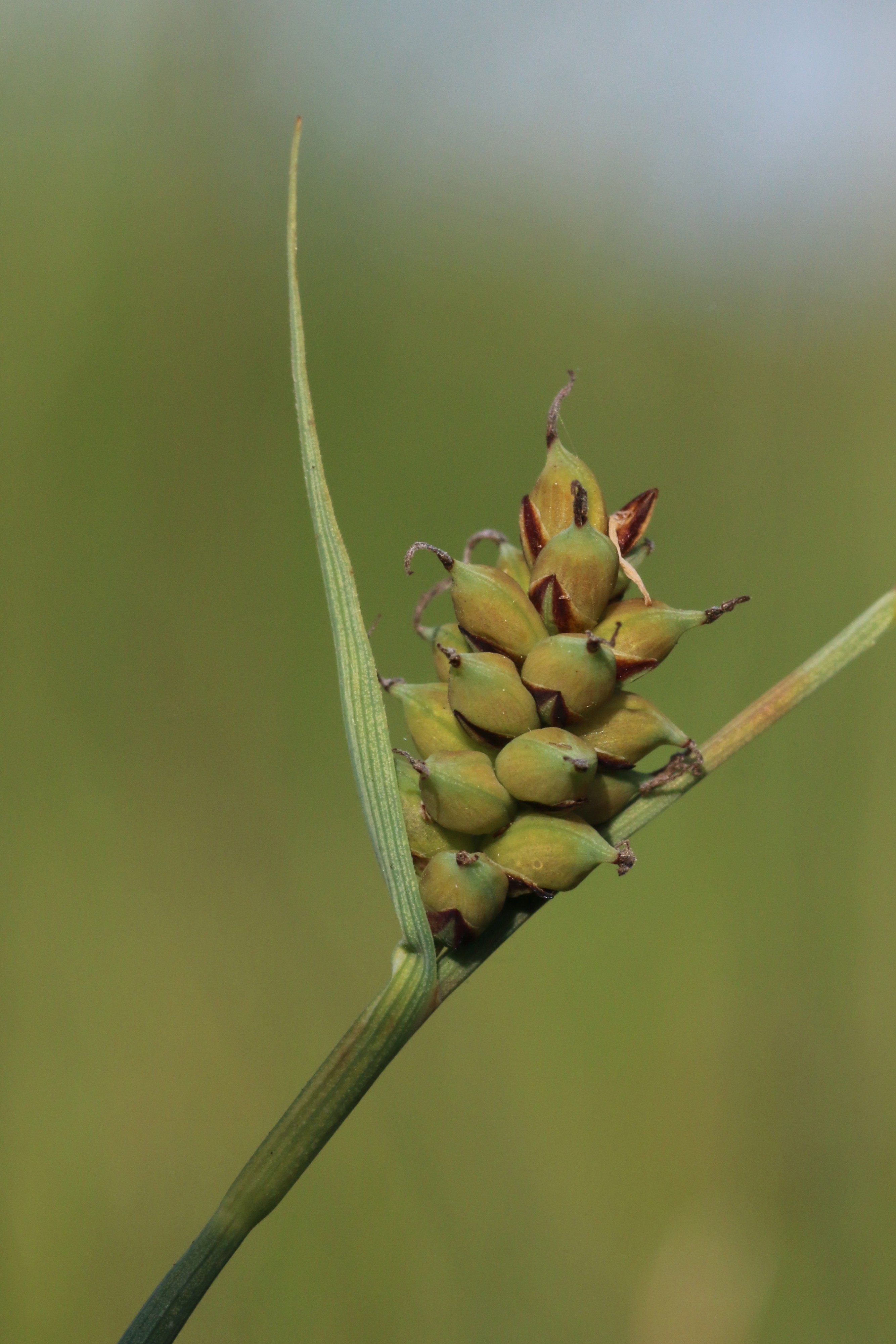 Carex panicea (door Willem Braam)