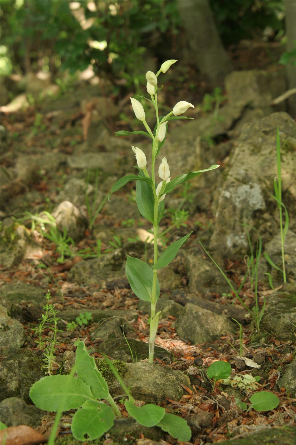 Cephalanthera damasonium (door Willem Braam)