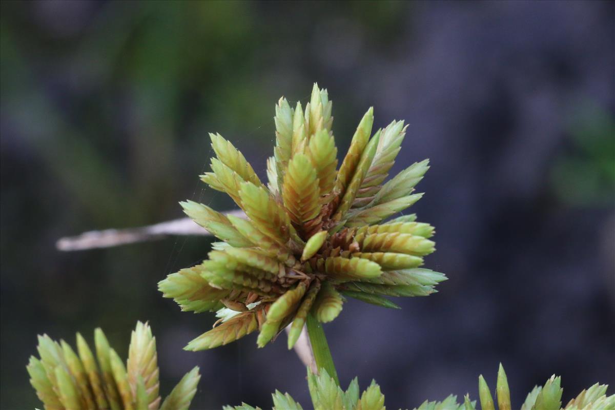 Cyperus eragrostis (door Willem Braam)