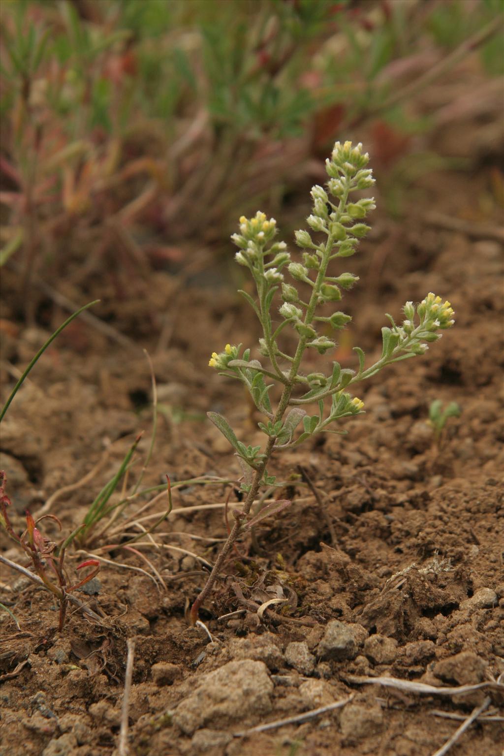 Alyssum alyssoides (door Willem Braam)