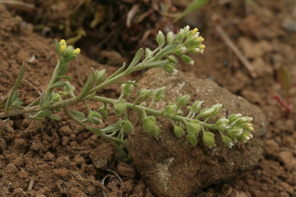 Alyssum alyssoides (door Willem Braam)