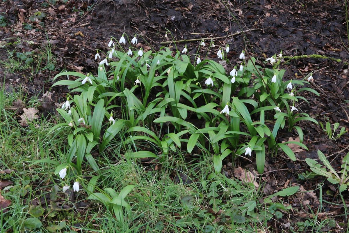 Galanthus woronowii (door Willem Braam)