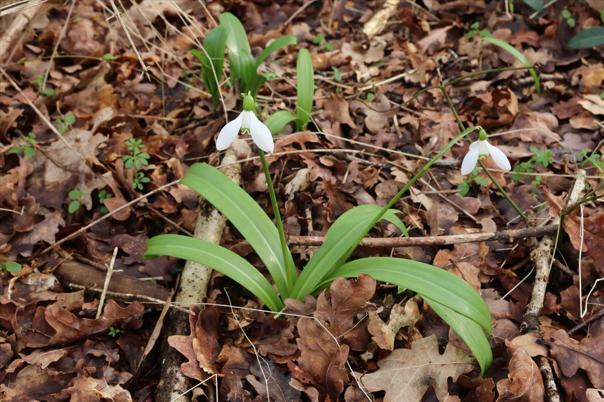 Galanthus woronowii (door Willem Braam)