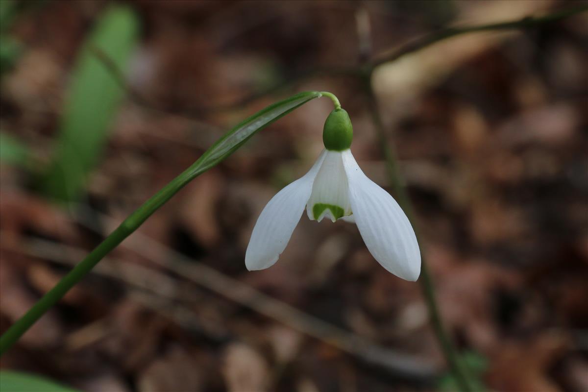 Galanthus woronowii (door Willem Braam)