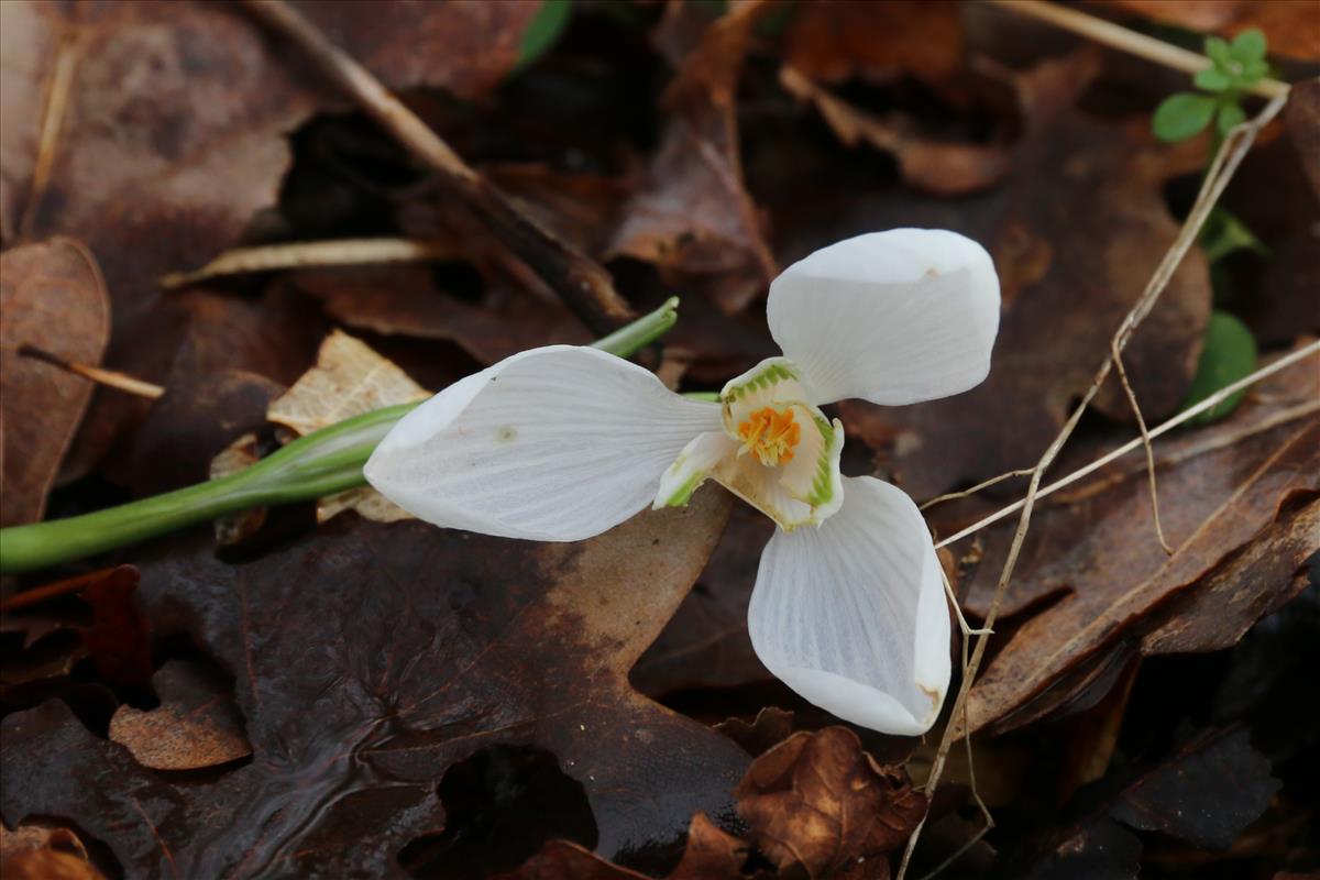 Galanthus woronowii (door Willem Braam)