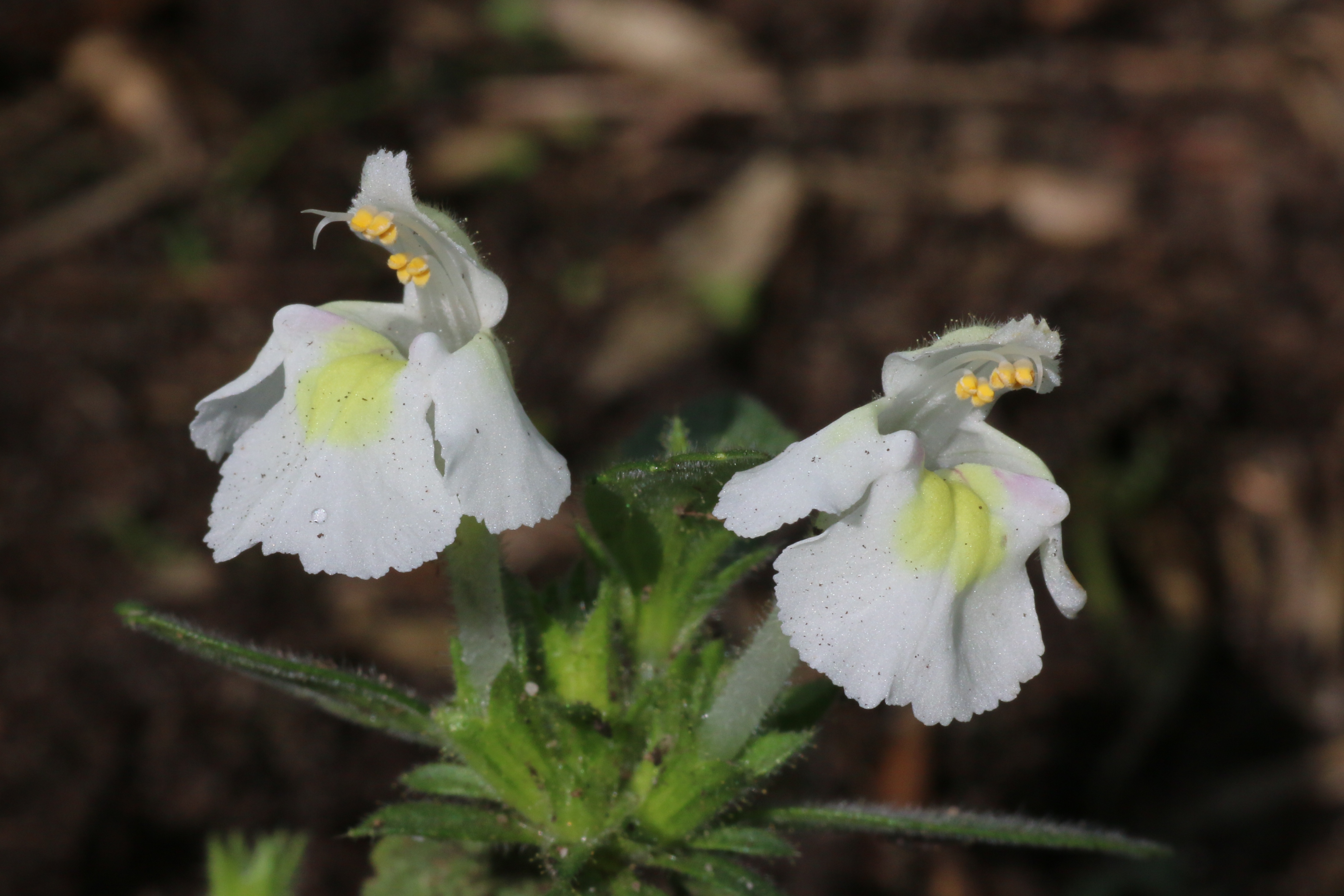 Galeopsis segetum (door Willem Braam)