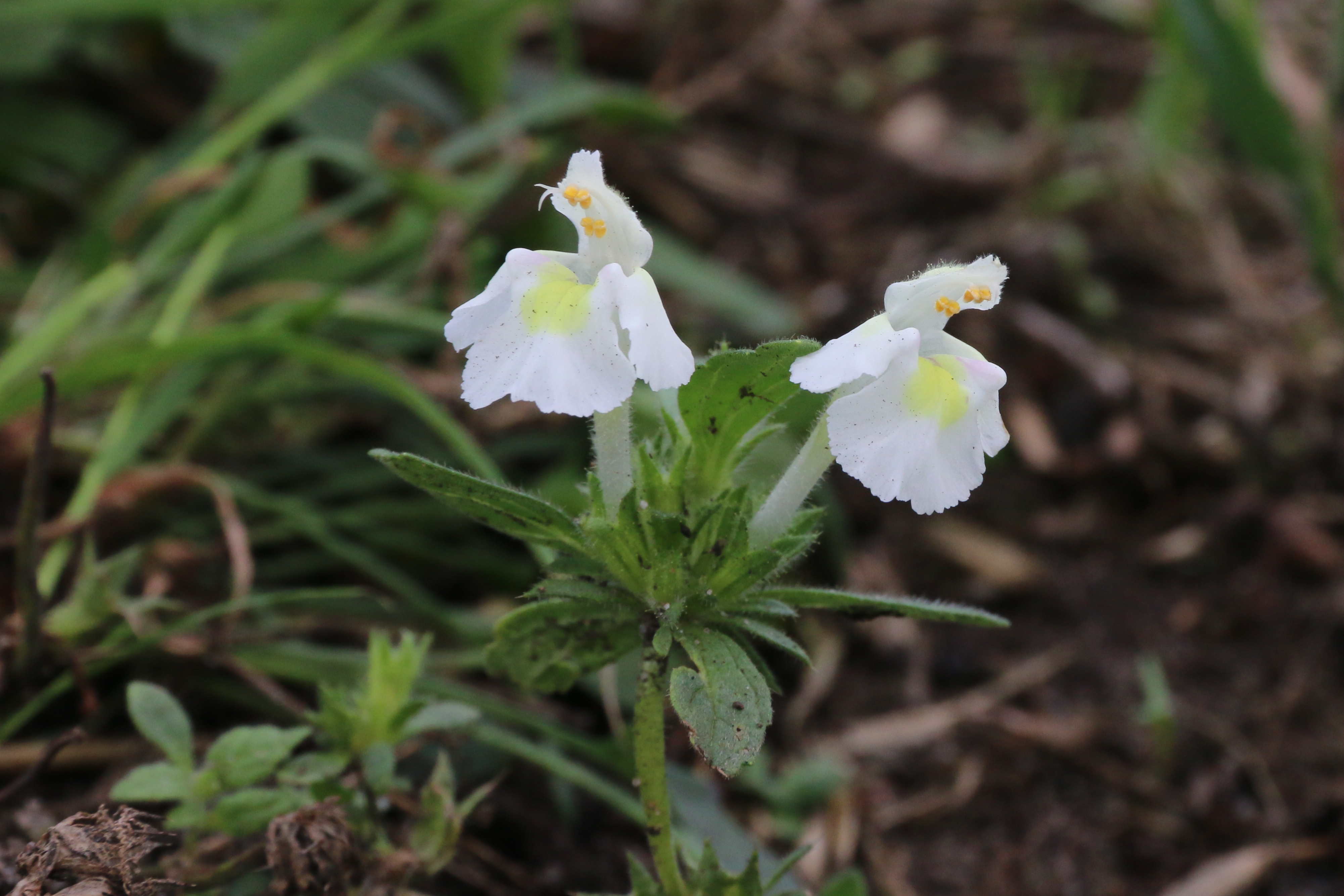 Galeopsis segetum (door Willem Braam)